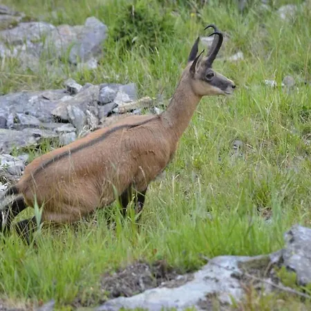 Amici 1- Og West By Interhome 아파트 리더알프