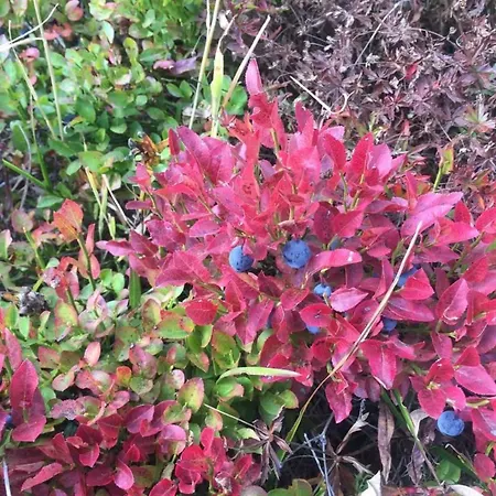 아파트 Amici 1- Og West By Interhome 리더알프