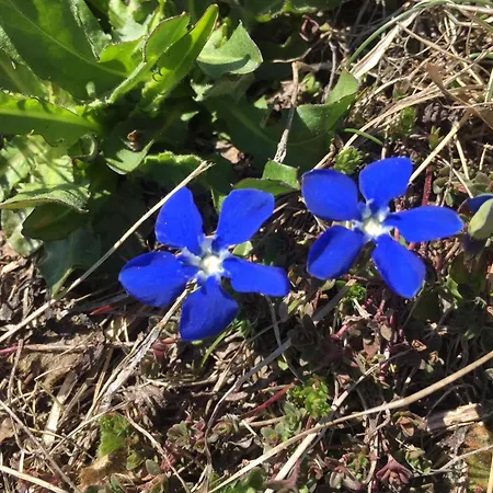 Amici 1- Og West By Interhome 아파트 리더알프