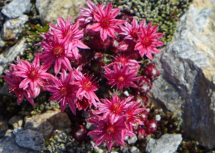 شقة Amici 1- Og West By Interhome *