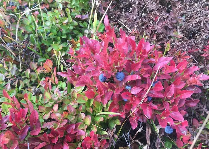 شقة Amici 1- Og West By Interhome ريرالب