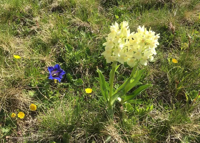 Amici 1- Og West By Interhome ريرالب